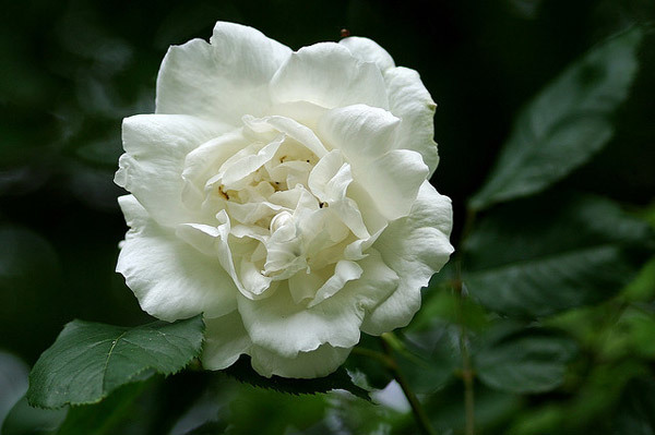 Mme Alfred Carriere white rose