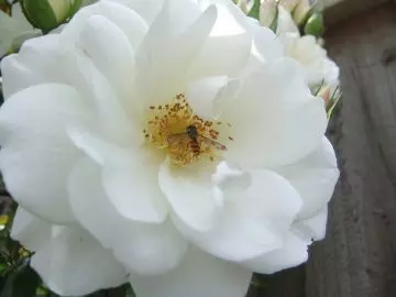 Mountain snow white rose