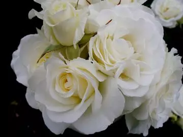 Mrs Herbert Stevens white rose