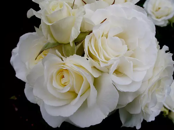 Mrs Herbert Stevens white rose