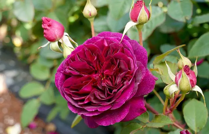 A munstead wood rose