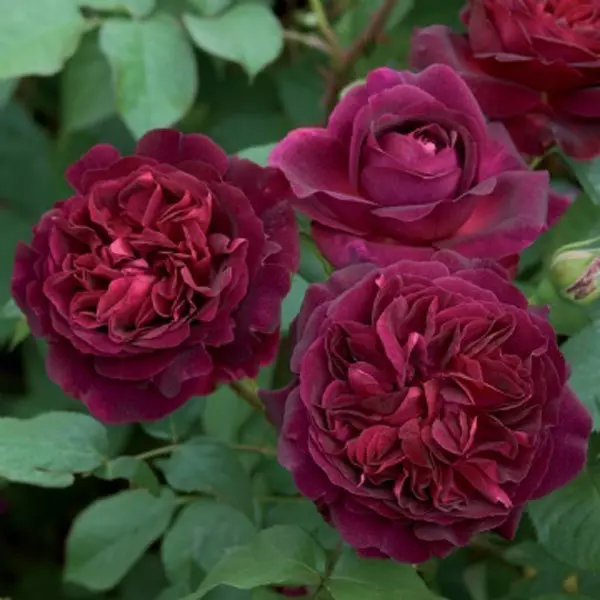 Munstead wood purple rose