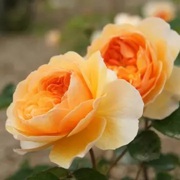 Port sunlight orange rose with tea fragrance