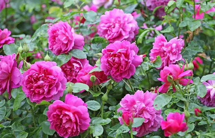 Princess Anne roses in the garden