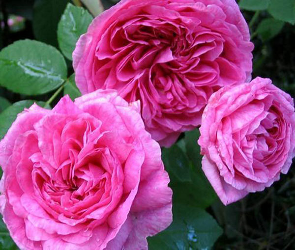 Princess Anne purple rose