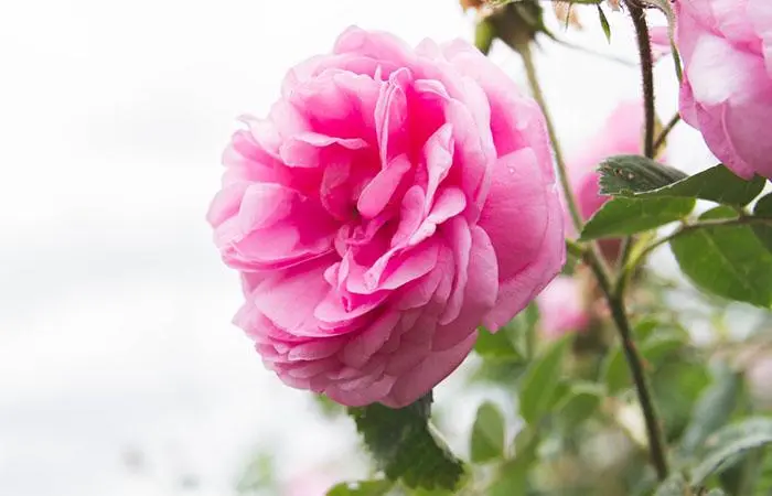 A Rose du Roi flower