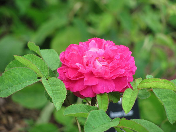 Rose du Roi purple rose
