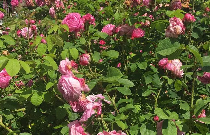 A bush of Sissinghurst Castle roses