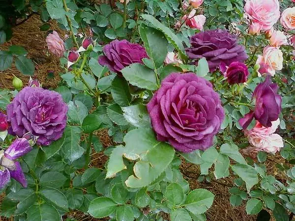 Sissinghurst castle purple rose