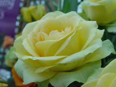 St Patrick rose is one of the most beautiful green roses in the world