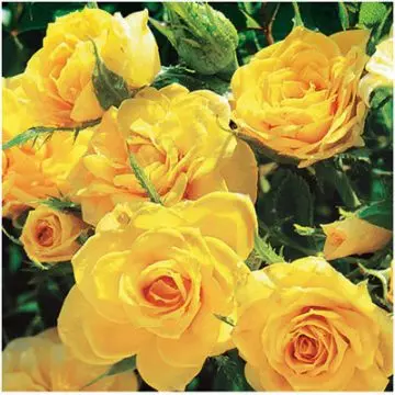 Sun sprinkle yellow rose