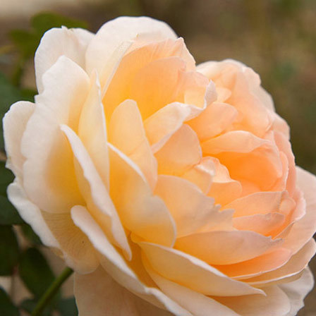 Tamora orange rose that smell like mimosas