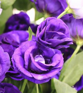 10 Beautiful Purple Roses And Their Types