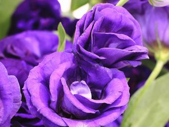 Top-10-Most-Beautiful-Purple-Roses
