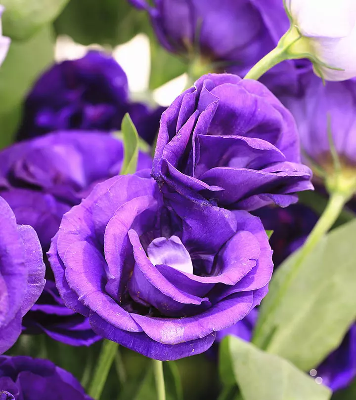 Top-10-Most-Beautiful-Purple-Roses