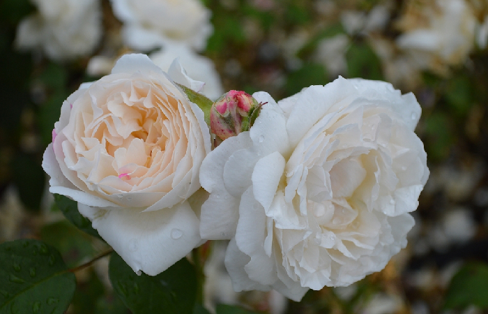 Winchester Cathedral Rose