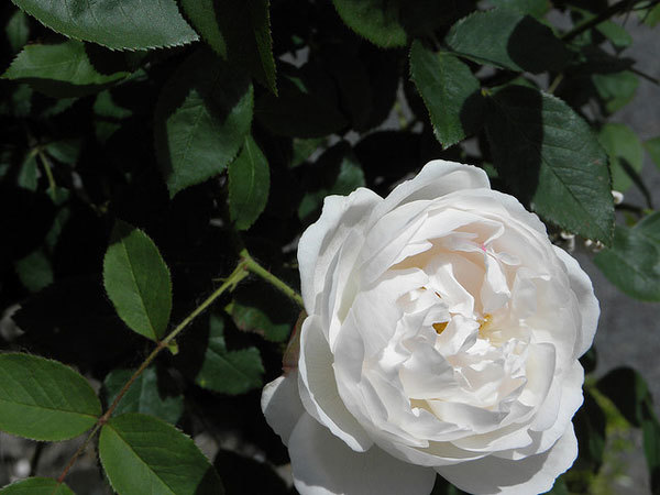 Wollerton old hall white rose