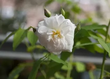 Yvonne Rabier white rose