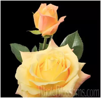 Geisha yellow rose