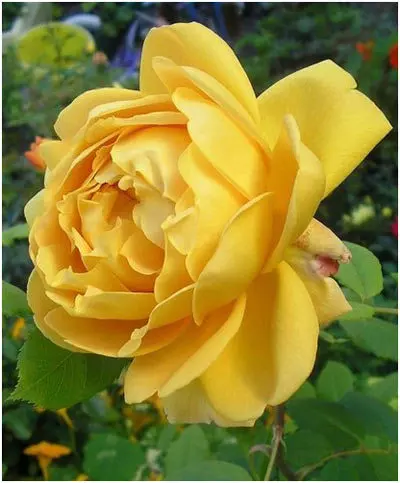 Golden celebration rose