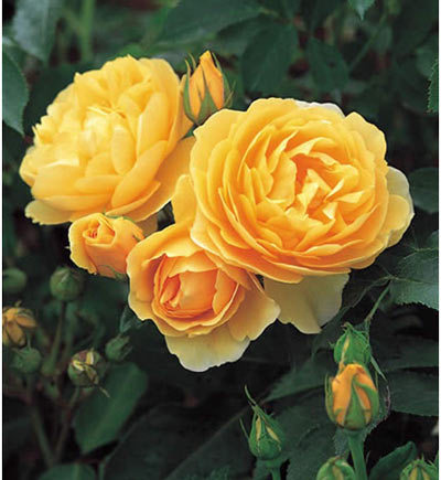 Graham Thomas yellow rose