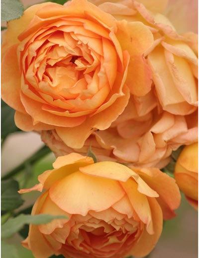 Lady of Shalott rose