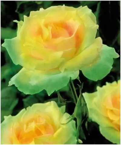 Mint julep yellow rose
