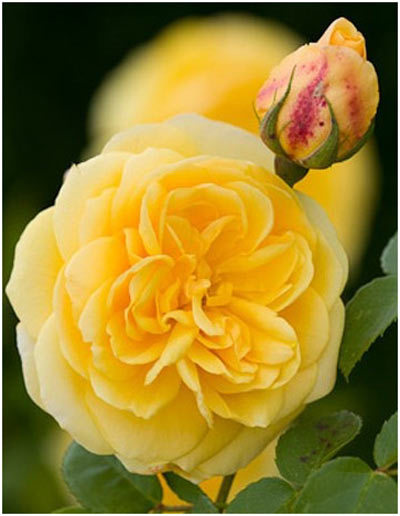 rosa amarela inglesa