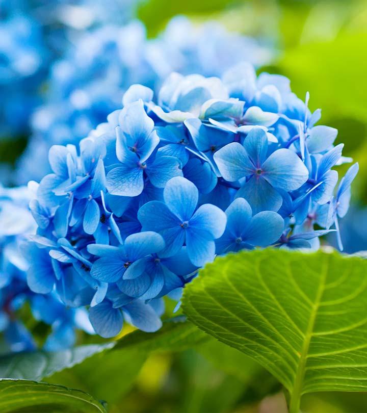 blue flowers