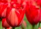 25 Most Beautiful Red Flowers