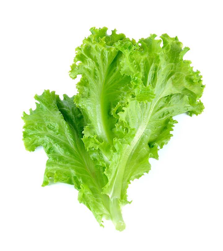 Image of Lettuce vegetable