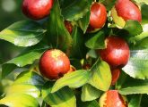 21 Amazing Benefits Of Jujube, How To Use It, & Side Effects