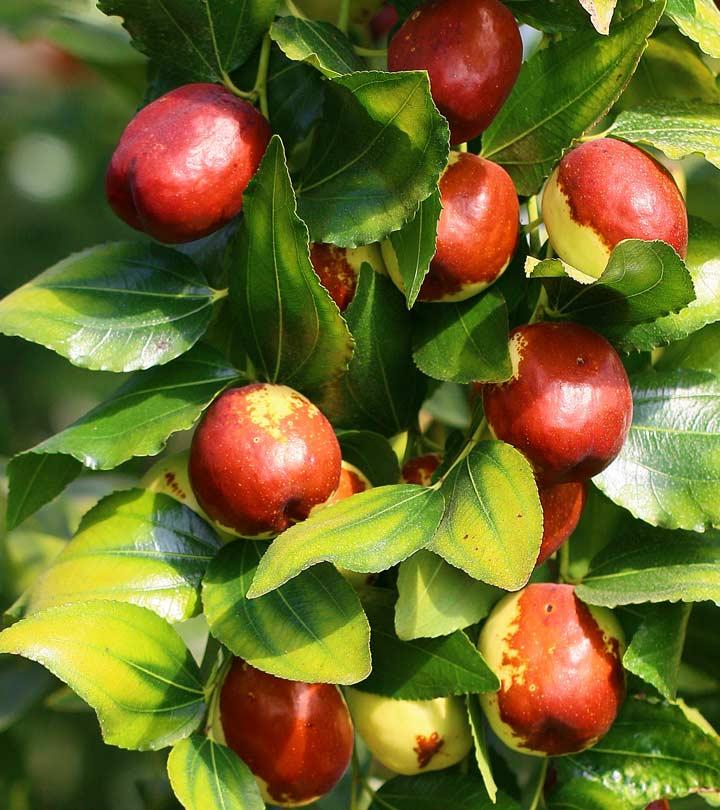 Jujube Fruit Evidence Based Health Benefits Nutrition Facts