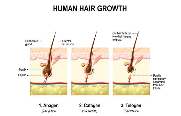 How To Stop Hair Loss - Hair Growth – The Stages كيفية إيقاف وتخفيف تساقط الشعر