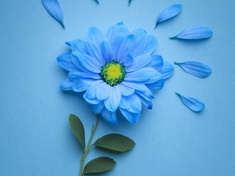 25 Most Beautiful Blue Flowers