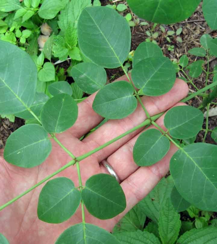 30 Amazing Benefits Of Moringa Plant (Sahijan) For Skin, Hair And Health