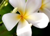 Top 25 Most Beautiful White Flowers