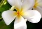 Top 25 Most Beautiful White Flowers
