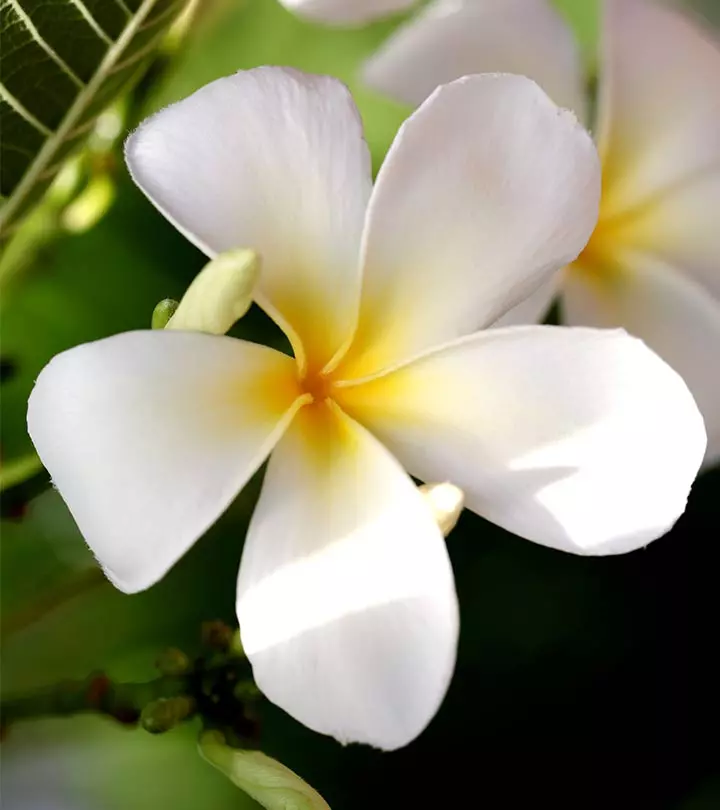 Beauty Of White Flowers In Nature