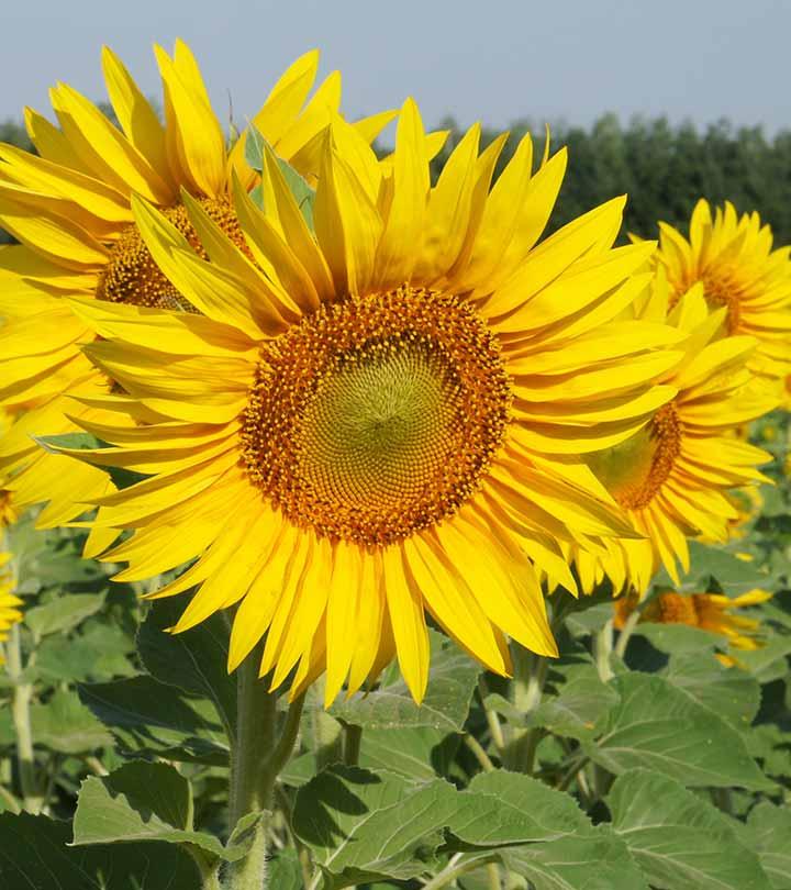 lovely yellow flowers