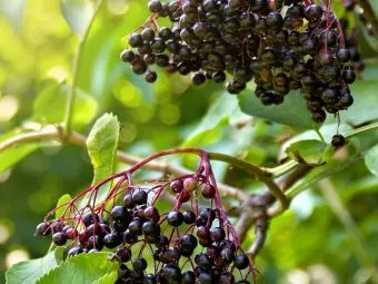 14 Health Benefits Of Elderberry, Uses, Dosage, And Recipes