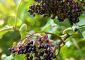 12 Health Benefits Of Elderberry, Use...
