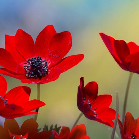 Red anemone flowers that are native to the Mediterranean region