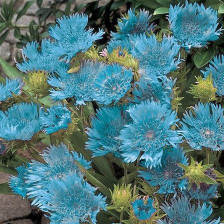 25 Most Beautiful Blue Flowers