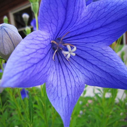 Balloon flowers are ideal for decorative purposes