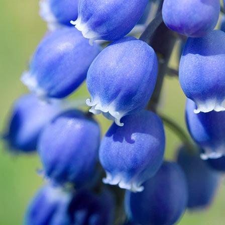 Charming bellflowers embody gratitude and humility