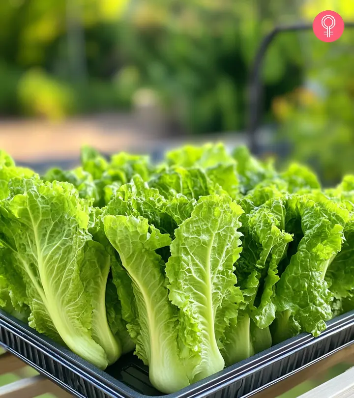 Benefits Of Lettuce For Skin, Hair, And Health