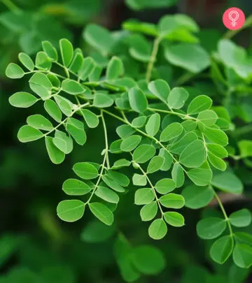 Health Benefits Of Moringa