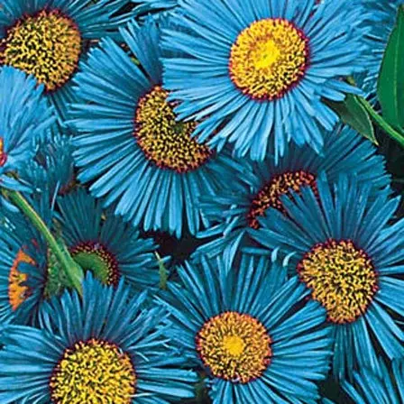 Blue fringed daisy is a symbol of simplicity and appreciation