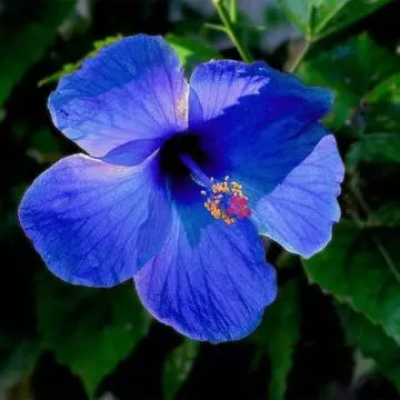 Blue hibiscus flower represents depth and serenity